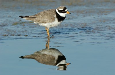 BUITEN BEELD Foto: 123475