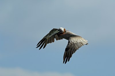 BUITEN BEELD Foto: 123541