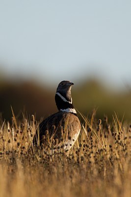 BUITEN BEELD Foto: 123558