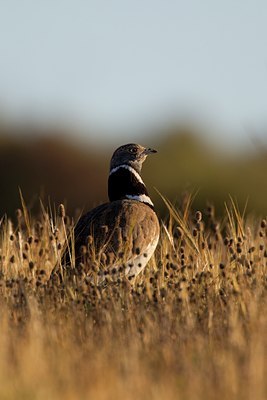 BUITEN BEELD Foto: 123559