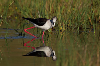 BUITEN BEELD Foto: 123562
