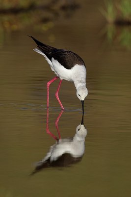 BUITEN BEELD Foto: 123569