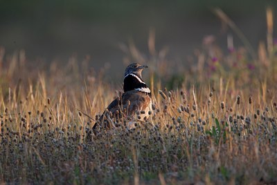 BUITEN BEELD Foto: 123571