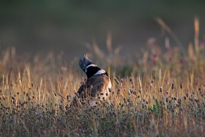 BUITEN BEELD Foto: 123572