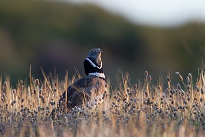 BUITEN BEELD Foto: 123573