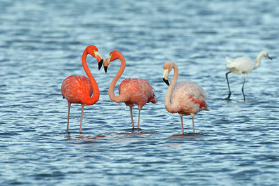 BUITEN BEELD Foto: 123633
