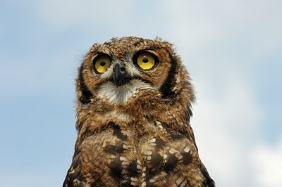 BUITEN BEELD Foto: 123694