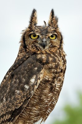 BUITEN BEELD Foto: 123698
