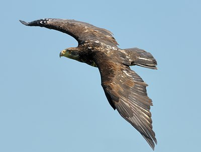 BUITEN BEELD Foto: 123720