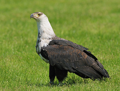 BUITEN BEELD Foto: 123721