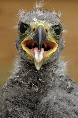 BUITEN BEELD Foto: 123729