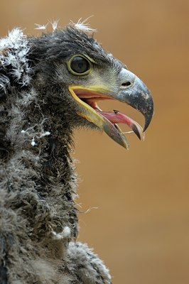 BUITEN BEELD Foto: 123736