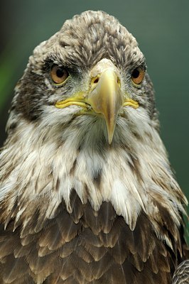 BUITEN BEELD Foto: 123749