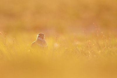 BUITEN BEELD Foto: 123752