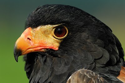 BUITEN BEELD Foto: 123764