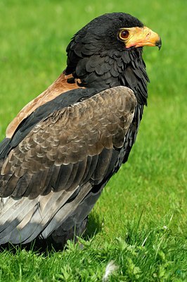 BUITEN BEELD Foto: 123769