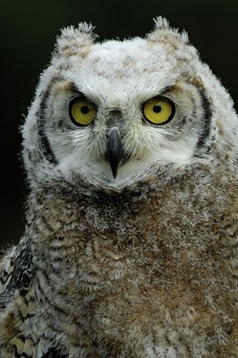 BUITEN BEELD Foto: 123786