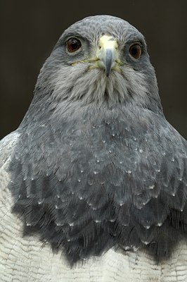 BUITEN BEELD Foto: 123797