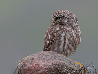 BUITEN BEELD Foto: 123813