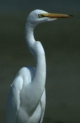 BUITEN BEELD Foto: 123865