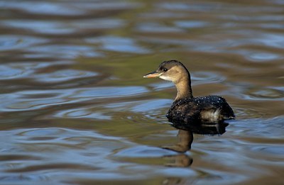 BUITEN BEELD Foto: 123867