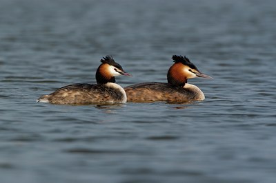 BUITEN BEELD Foto: 123891