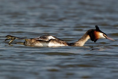 BUITEN BEELD Foto: 123892