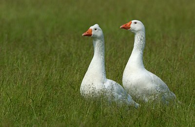 BUITEN BEELD Foto: 123917
