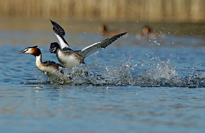 BUITEN BEELD Foto: 123937