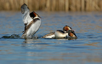 BUITEN BEELD Foto: 123940