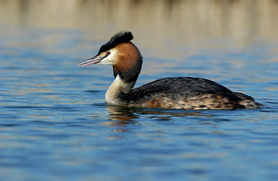 BUITEN BEELD Foto: 123944