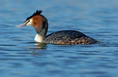 BUITEN BEELD Foto: 123946