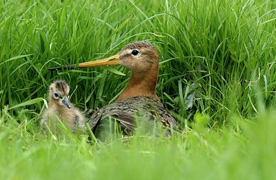 BUITEN BEELD Foto: 124002