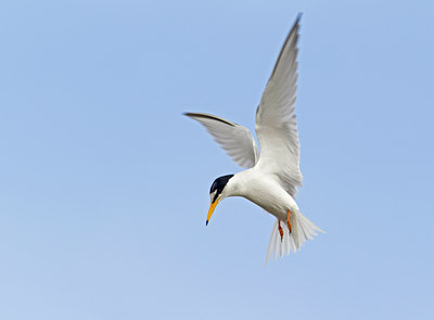 BUITEN BEELD Foto: 124061