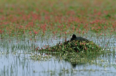 BUITEN BEELD Foto: 124217