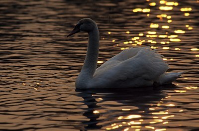 BUITEN BEELD Foto: 124238