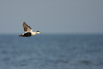 BUITEN BEELD Foto: 124271