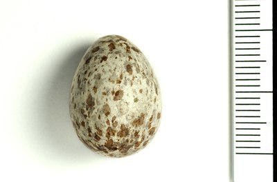 BUITEN BEELD Foto: 124442