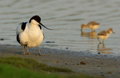 BUITEN BEELD Foto: 124946