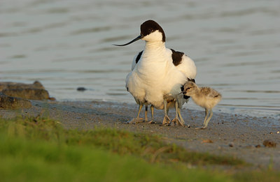 BUITEN BEELD Foto: 124947