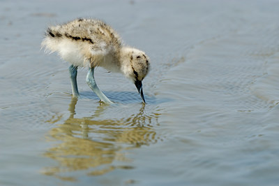 BUITEN BEELD Foto: 124954