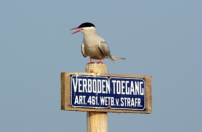 BUITEN BEELD Foto: 124959