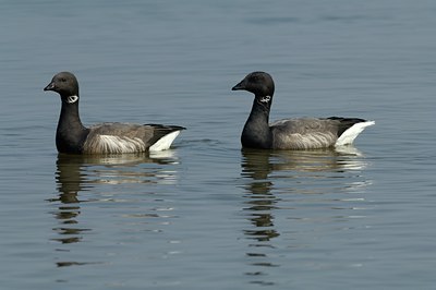 BUITEN BEELD Foto: 124982