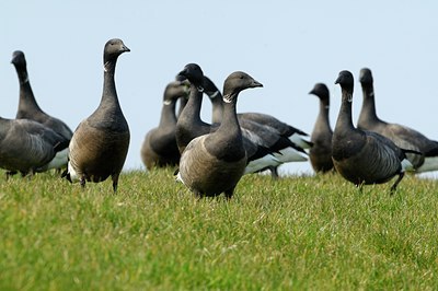 BUITEN BEELD Foto: 124983