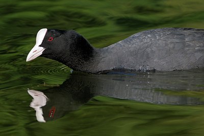 BUITEN BEELD Foto: 125005