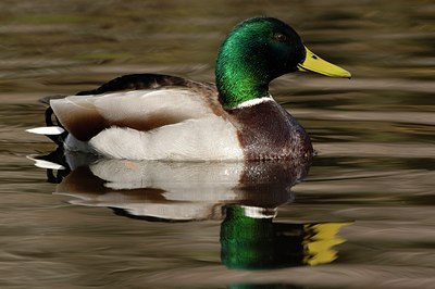 BUITEN BEELD Foto: 125014