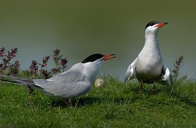 BUITEN BEELD Foto: 125019