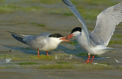 BUITEN BEELD Foto: 125028