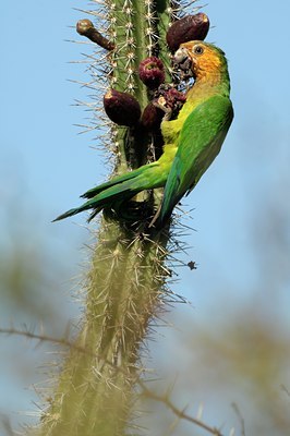 BUITEN BEELD Foto: 125041