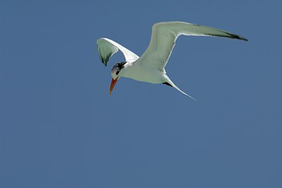 BUITEN BEELD Foto: 125052